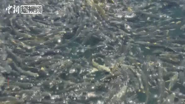 青海湖裸鲤数量持续增长