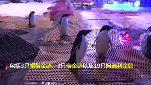 武汉再添20多只珍贵企鹅