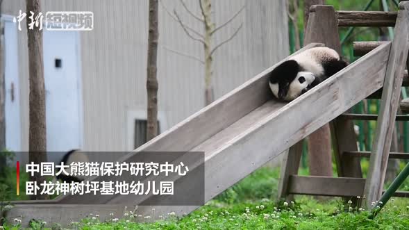大熊猫宝宝玩滑梯 姿势呆萌