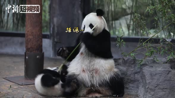 大熊猫宝宝撒泼卖萌讨要竹子