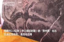 古生物化石亮相贵州石展 