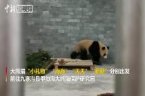 4只大熊猫“入住”保护研究园