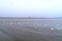 成群越冬候鸟陆续飞抵鄱阳湖
