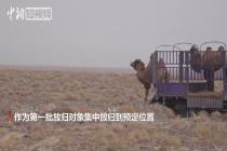 甘肃敦煌西湖保护局放归4峰野骆驼