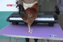 大学教师教公鸡弹琴