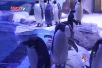 上海首只自主繁育阿德利企鹅诞生