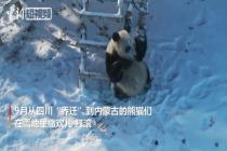 大熊猫初见白雪撒欢打滚