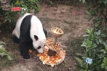 海归大熊猫吃“麻辣烫”