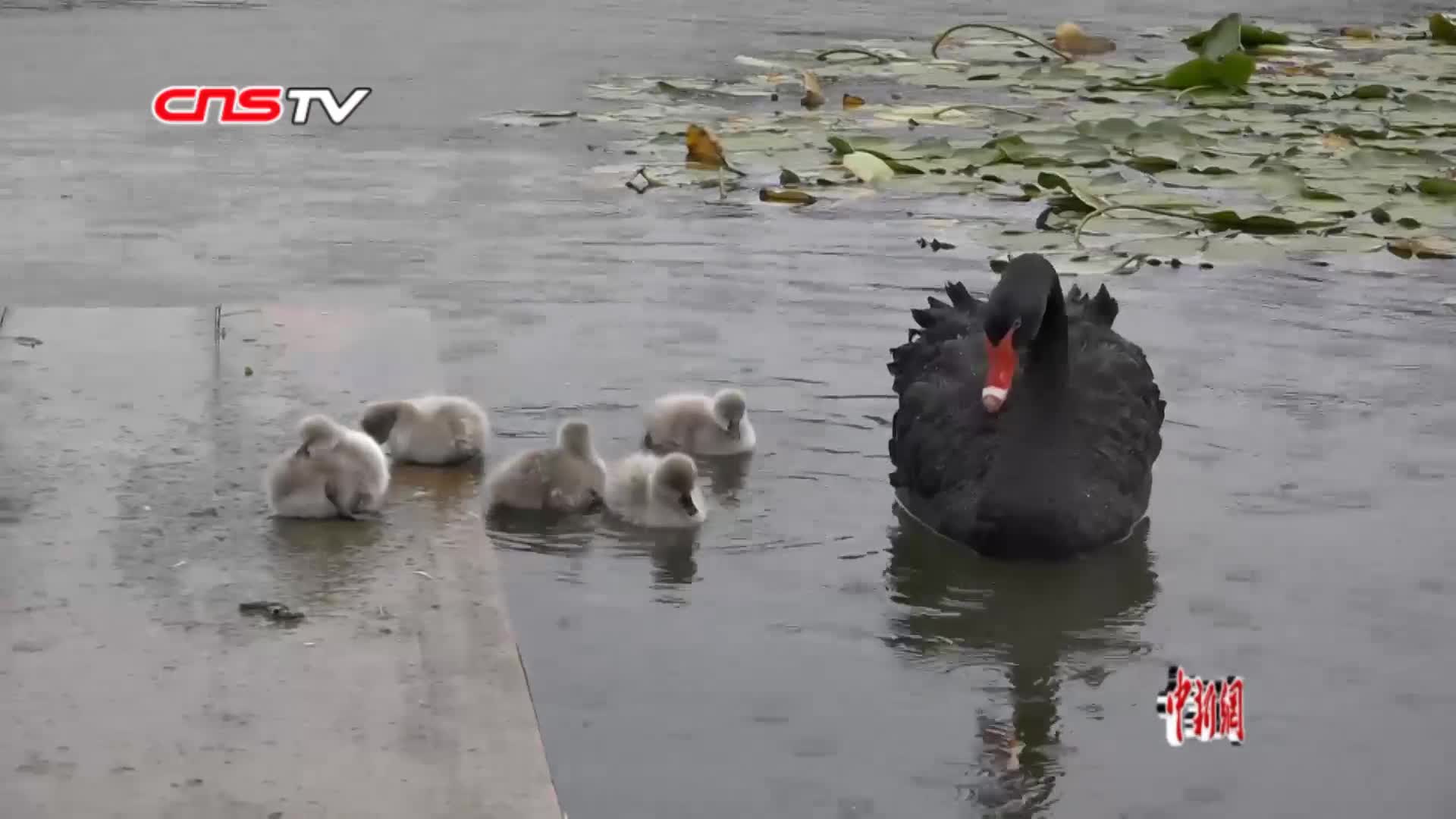 详情-中新视频供稿系统