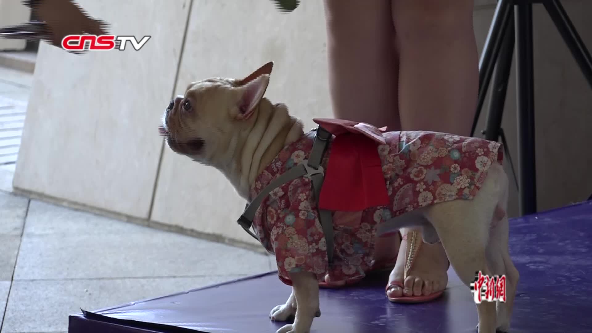 打滚卖萌 音乐剧《律政俏佳人》在上海海选狗狗演员-中新视频供稿系统